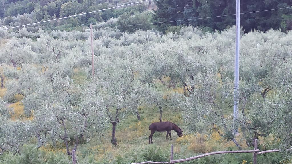 Podere"Sulle Soglie Del Bosco" Appartament And Rooms Pescia Exterior photo